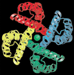 Physics looks at cell membranes